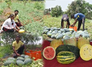 ઓછા સમયમાં વધુ નફો આપતા તરબૂચની ખેતી દ. ગુજરાતના પ્રગતિશીલ ખેડૂતોને નવી ઓળખ આપી રહી છે..