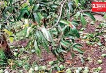 જિલ્લાના ખેડૂતોને કેરી પાકના થયેલા નુકસાનના વળતરનો સર્વે.. રિપોર્ટ બાદ વળતર..મંત્રીશ્રી રાઘવજીભાઈ પટેલ