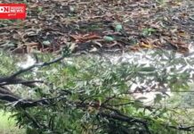 વાંસદાના ગામડાઓમાં પવનના સુસવાટા સાથે ધોધમાર વરસાદ ખાબક્યો.. કેરીનો પાક થયો જમીનદોસ્ત..