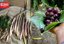 વરસાદના આગમન સમયે આદિવાસી લોકોને પ્રકૃતિની સ્વાસ્થ્યવર્ધક ભેટ એટલે કંદમૂળમાં શેવળા અને ફળમાં હુંબા..