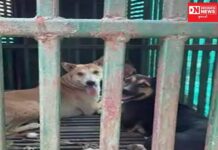 દિપડાએ આપી હાથતાળી.. દીપડાના બદલે કૂતરા પુરાયા વલસાડમાં ફોરેસ્ટના પાંજરામાં..