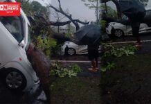 ધરમપુરમાં મહાકાય મહુડાનુ ઝાડ ફોર વ્હીકલ પર પડતાં સર્જાયો અકસ્માત.. જાનહાની ટળી