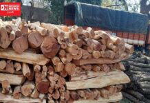 ચીખલીમાં 1.80 લાખના ગેરકાયદેસર ખેરના છોલેલાં લાકડાનો મુદ્દામાલ પકડાયો.. ગોડથલનો પુષ્પા હેમંત ચંદ્રકાંત પટેલ વન વિભાગની કસ્ટડીમાં..