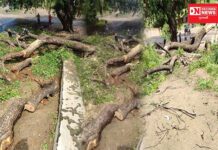 ગરુડેશ્વર તાલુકાના કલીમકવાણા ગામમાં વર્ષો જૂના ઝાડ કપાતા ગ્રામજનોમાં રોષ..