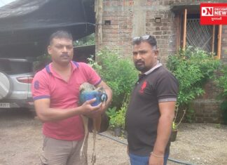 ખેરગામમાં રાષ્ટ્રીય પક્ષી ઘાયલ મોર નું કરાયું રેસ્ક્યુ.. વધુ સારવાર માટે વનવિભાગને સોંપાયો મોર..