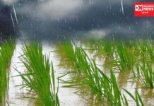 વાંસદા- ચીખલીમાં મોડી રાતે મેઘમહેર.. ડાંગરના પાકને લઈને આદિવાસી ખેડૂતોમાં ખુશીની લહેર..