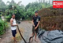 વાંસદા તાલુકાના મહુવાસ ગામમાં ગાયના કોર્ડમાંથી મહાશય અજગરનું રેસ્ક્યૂ કરવામાં આવ્યું.