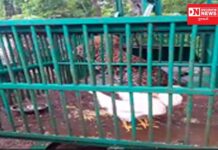 વાંસદાના લાકડબારી ગામમાં દીપડો પાંજરે પુરાયો..જુઓ વિડીઓ..