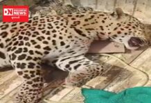 જાણો ક્યાં વહેલી સવારે હાઈવે પર કોઈ વાહનચાલકે દીપડા ટક્કર મારી ઉતાર્યો મોતને ઘાટ..