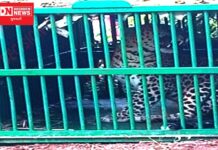 ડાંગ જીલ્લાના જામલાપાડામાં ગોવાળિયા પર હુમલો કરનાર દીપડો પુરાયો પાંજરે.