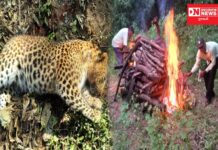 વાંસદા મનપુરમાં શિકારની શોધમાં નીકળેલો દીપડો કૂવામાં ખાબકતા મોત.. વન વિભાગે કરી અંતિમવિધી