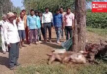 નર્મદાના તિલકવાડા તાલુકાના ગ્રામ્ય વિસ્તારોમાં બાંધેલા બે વર્ષીય પાડાનો દીપડાએ કર્યો શિકાર.