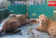 ચીખલીના માણેકપોર ગામમાં આજરોજ વહેલી સવારે દીપડો પુરાયો પાંજરે.. જુઓ વિડીયો