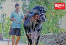 ડોલવણનો રાજા નામનો પાડો પુષ્કરના મેળામાં બન્યો આકર્ષણનું કેન્દ્ર.. લોકો લગાવી રહ્યા છે અધધ કિંમત..