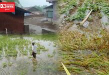 દક્ષિણ ગુજરાતમાં વરસેલા કમોસમી વરસાદે આદિવાસી ખેડૂતોની ચિંતા વધારી.. તુવેર, કપાસ, ડાંગર અને શાકભાજીમાં લાખોનું નુકશાન