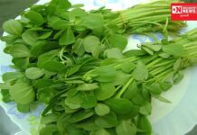 શિયાળામાં લીલીમેથી ખાવી કેમ જરૂરી છે.. આટલાં પ્રકારની બનાવી શકો તમે મેથીની વાનગીઓ..!