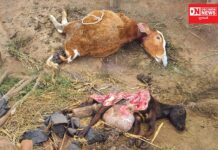ડેડીયાપાડાના બોડીપીઠા ગામમાં જંગલી જાનવરે હુમલો કરી વાછરડાઓને ફાડી ખાધું..
