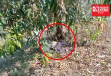 વાંસદાના મોટીવાલઝરના યુવાનની આંબાના ઝાડ નીચે મળી લાશ.. હત્યા કરાયાની લોકચર્ચા