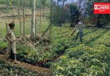 લોકમંગલમ ચેરીટેબલ ટ્રસ્ટ પોતાની નર્સરી ઉભી કરી પર્યાવરણ સંવર્ધનનું કરી રહ્યું છે સરાહનીય કામ..