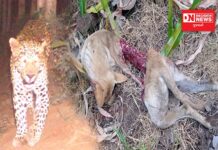 ડેડીયાપાડાના ખોખરાઉંમર ગામે નાઈટ વિઝ્યુલ કેમેરામાં દીપડો થયો કેદ…