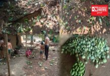 ધરમપુરમાં સુસવાટાભેર પવન સાથે આવેલા વરસાદમાં આદિવાસી ખેડૂતોની કેરીઓ ભોંય ભેગી.. ભારે નુકશાનથી ખેડૂતો ચિંતિત..