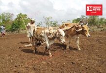 વાંસદાના ખાટાઆંબા ગામમાં ખેતીવાડી ઉત્પન્ન બજાર સમિતિ દ્વારા યોજાઈ ખેડૂત શિબિર..