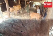 દાનહના સામરવણી ગામે આંબાપાડા ખાતે દીપડા જેવું કોઈ જાનવર દેખાતા ગામમાં ભયનો માહોલ..