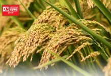 વલસાડ જિલ્લાના ખેડૂતોને એસઆરઆર યોજના હેઠળ સહાયથી બિયારણ ઉપલબ્ધ થશે..