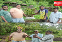 વાંસદા તાલુકામાં અંકલાછ ગામના ધરતી પુત્રોને આંબા કલમોનું કરાયું વિતરણ..