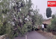 ડેડીયાપાડા મોવી ચોકડી નજીક બીતાળા ગામના ફાટક પાસે રોડ પર પીપળાનું ઝાડ થયું જમીનદોસ્ત.. મુસાફરોની વધી મુશ્કેલી..