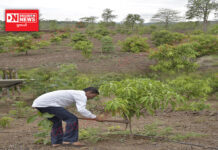 દેડિયાપાડા તાલુકાના શ્રી મોહનભાઇ વસાવા ૩ વર્ષથી પ્રાકૃતિક ખેતી અપનાવી ઉદાહરણરૂપ બન્યા..