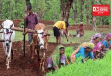 પ્રાકૃતિક શાકભાજીની ખેતી કરતા ખેડૂતોને ખેતી ખર્ચના પ્રોત્સાહન માટે મળે છે 20,000 ની મદદ..