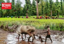 ગાયના છાણ સહિત વિવિધ પ્રકારના ઝાડના સુકા પાંદડા-ડાળીઓ ઉપયોગ કરી જમીનને ગુણવત્તાયુક્ત બનાવી ધરુનો વિશેષ ઉછેર કરવાની પદ્ધતિઓ..