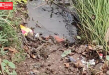 કરજણ નદી કિનારે મગર અને 20થી વધુ બચ્ચા દેખાતાં લોકોના જીવ તાળવે ચોંટયા..