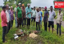 ઉમરપાડા કોલવાણ (દેહલીપાડા) ગામ ખાતે ‘વાઘદેવ’ ની ઉજવણી.. જુઓ વિડીયો