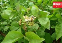 ભગવાન શિવની પૂજામાં.. ચડતાં બીલીપત્ર ખાવાથી શું થાય છે ફાયદા..