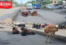 સેલવાસ નગર પાલિકા વિસ્તારમાં રસ્તા ઉપર રખડતા ઢોરને કારણે રોજ થઈ રહ્યા છે અકસ્માત..