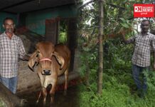 પ્રાકૃતિક ખેતીના ફાયદા જોઇ રતાળુ કંદ અને કાકડી મિશ્ર પાક પધ્ધતિ અપનાવી 150 મણ ઉત્પાદન થકી રૂપિયા 70,000ની આવક મેળવી