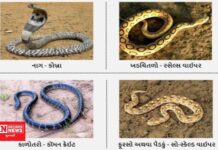 ગુજરાતમાં કયા સાપ છે.. જે ઝેરી છે..?