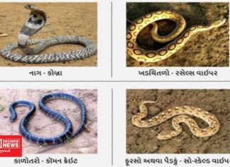 ગુજરાતમાં કયા સાપ છે.. જે ઝેરી છે..?