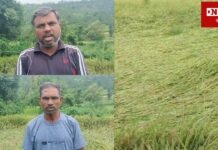 કપરાડાના કમોસમી વરસાદને લઈને ખેતીના પાકને થયેલા નુકસાનના વળતર ખેડૂતોને માંગ