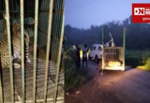 વાંસદામાં ભયનો માહોલ: બે બાળા પર હુમલા બાદ દીપડાને ટ્રેક કરવા જંગલમાં ડ્રોન કેમેરા ગોઠવાયા.. વન વિભાગની 17 ટીમ કામે લાગી.. 1 પાંજરે પુરાયો