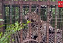 વાંસદામાં વધુ એક દીપડો ઝડપાયો..ત્રણ હુમલાની ઘટના બાદ વનવિભાગે દીપડી અને દીપડાને પાંજરે પુરતા લોકોએ લીધો રાહતનો શ્વાસ,,