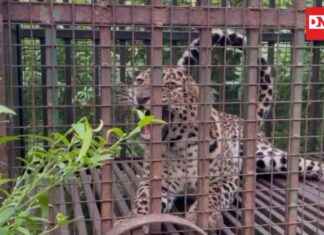 વાંસદામાં વધુ એક દીપડો ઝડપાયો..ત્રણ હુમલાની ઘટના બાદ વનવિભાગે દીપડી અને દીપડાને પાંજરે પુરતા લોકોએ લીધો રાહતનો શ્વાસ,,