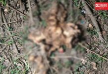 વલસાડની સાયન્સ કોલેજ પાસે મળ્યું હાડપિંજર.. ફોરેન્સિકમાં 14 થી 20 વર્ષીય છોકરીનું હાડપિંજર હોવાનું આવ્યું બહાર