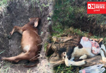 ચીખલીના રાનવેરીકલ્લા ગામે દીપડાએ એકસાથે બે વાછરડાનું કર્યું મારણ.