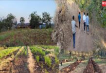 ઉકાઈ ડેમમાંથી વિસ્થાપિત થઇ ઉમરપાડા વસેલા આદિવાસીઓની જમીનના પાકને ફોરેસ્ટ અધિકારીઓએ ઉખાડી નાખ્યો..