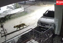 ચીખલીમાં મધરાતે રહેણાંક વિસ્તારમાં દીપડો CCTVમાં કેદ, ગ્રામજનોમાં ભયનો માહોલ…