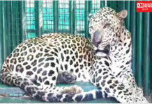 અંકલેશ્વર તાલુકાના ખરોડ ગામમાં 20 દિવસથી દહેશત ફેલાવી રહેલો દીપડો પાંજરે પુરાયો.. લોકોમાં હાશકારો