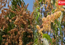 આગામી દિવસોમાં ઠંડી વધશે,વલસાડમાં તાપમાનનો પારો 18 ડિગ્રી.. આંબાવાડી માટે અનુકૂળ વાતાવરણથી ખેડૂતોમાં ખુશી